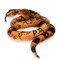 Real Planet Python Brown 78.7 Inch Realistic Soft Plush